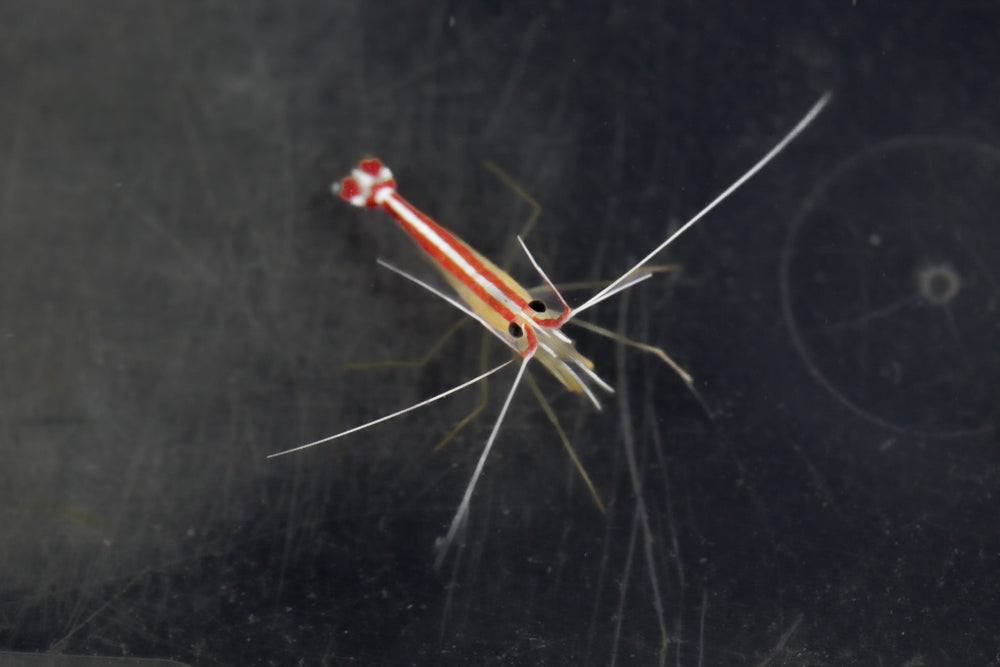 wholesale_coral - saltwater_fish saltwater_coral - rare corals - coralsdepot - Corals_Depot - live_corals - eye - catching - coral quality_marine_fish - quality - marine discoun