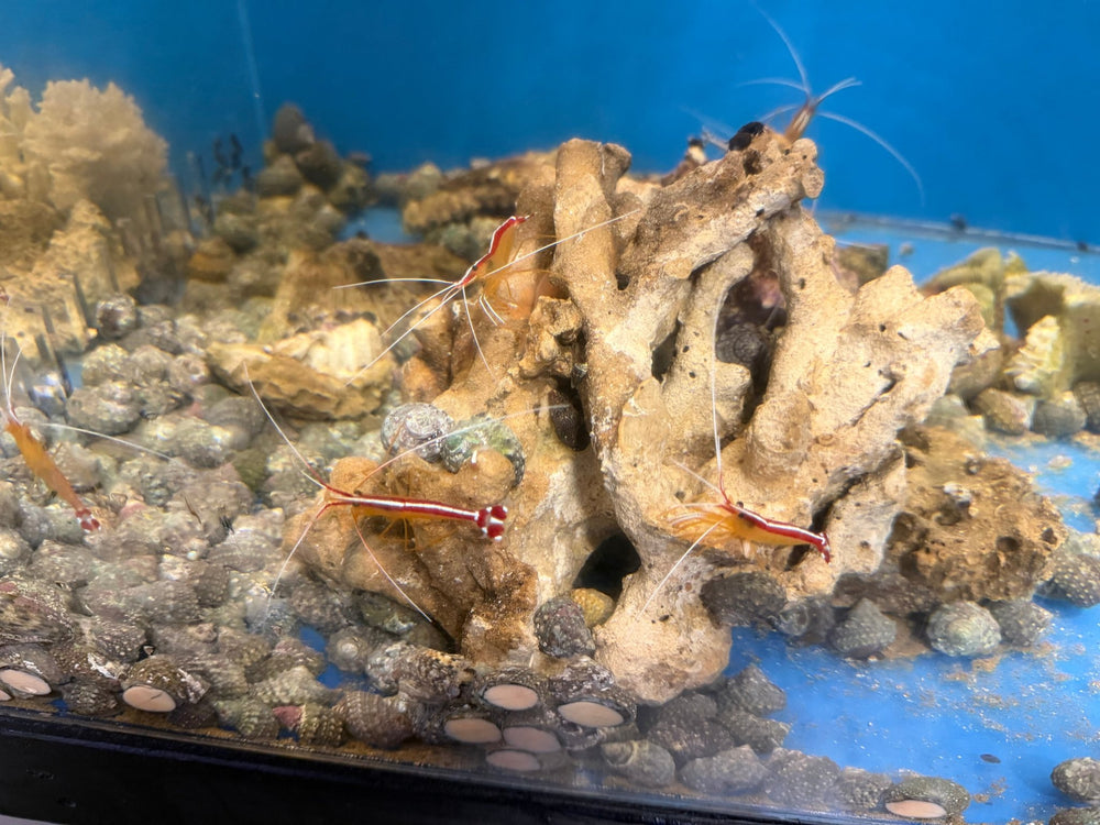 wholesale_coral - saltwater_fish saltwater_coral - rare corals - coralsdepot - Corals_Depot - live_corals - eye - catching - coral quality_marine_fish - quality - marine discoun