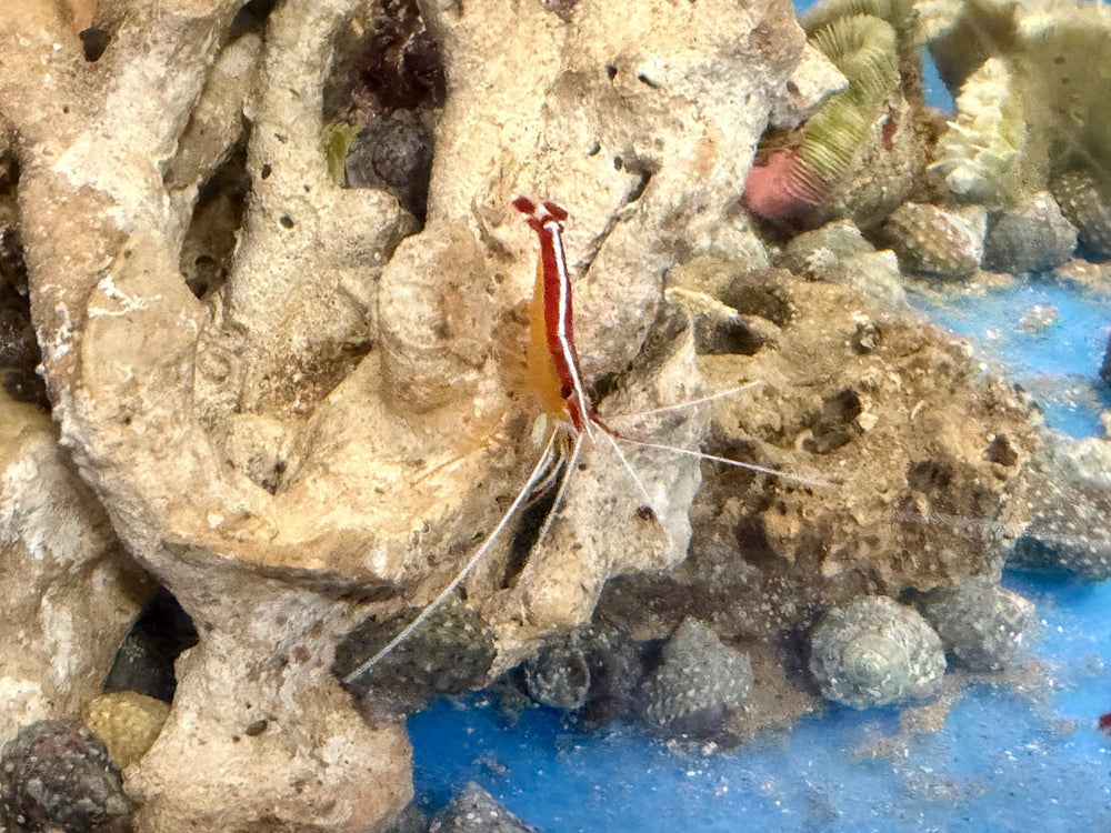 wholesale_coral - saltwater_fish saltwater_coral - rare corals - coralsdepot - Corals_Depot - live_corals - eye - catching - coral quality_marine_fish - quality - marine discoun