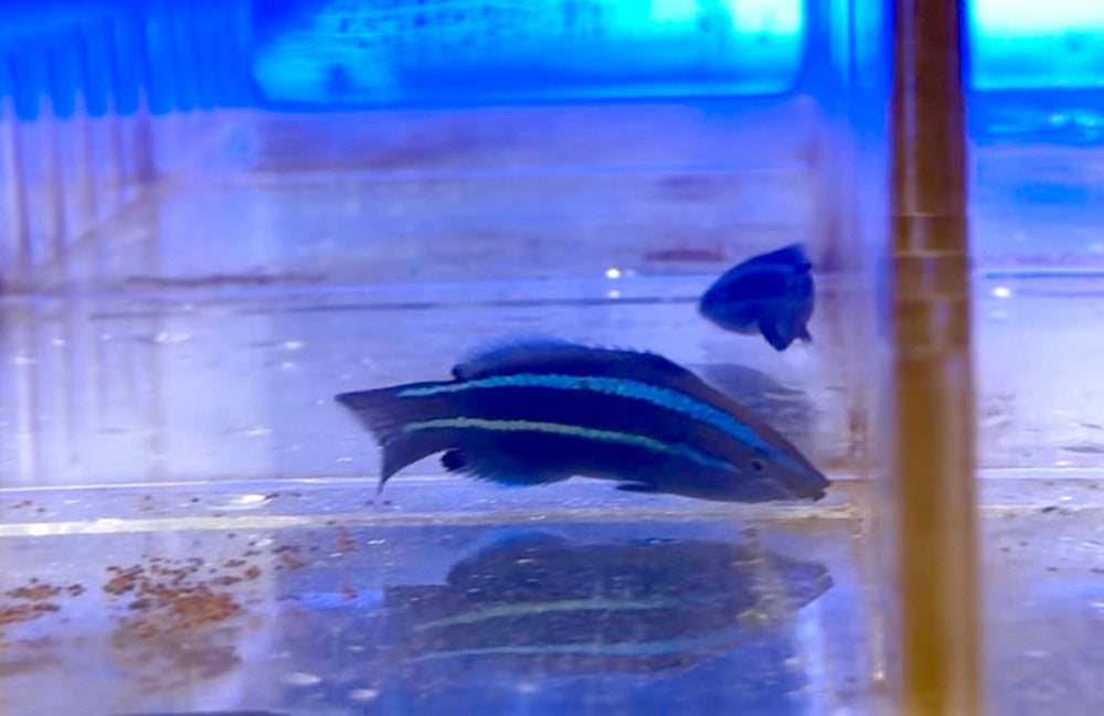 wholesale_coral - saltwater_fish saltwater_coral - rare corals - coralsdepot - Corals_Depot - live_corals - eye - catching - coral quality_marine_fish - quality - marine discoun