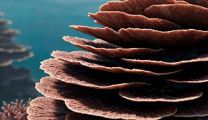 Close-up of a brown coral structure with a blurred blue background