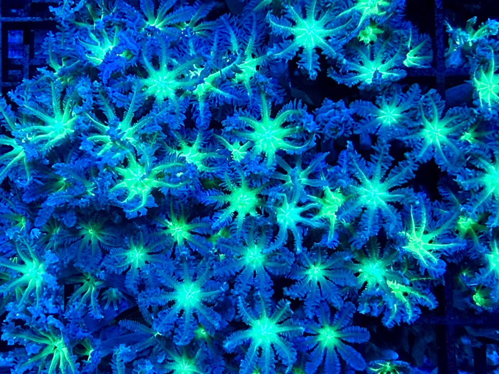 wholesale_coral - saltwater_fish saltwater_coral - rare corals - coralsdepot - Corals_Depot - live_corals - eye - catching - coral quality_marine_fish - quality - marine discoun