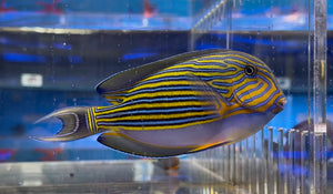 wholesale_coral - saltwater_fish saltwater_coral - rare corals - coralsdepot - Corals_Depot - live_corals - eye - catching - coral quality_marine_fish - quality - marine discoun