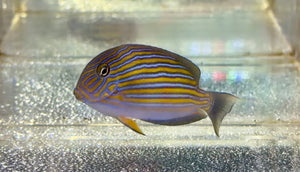 wholesale_coral - saltwater_fish saltwater_coral - rare corals - coralsdepot - Corals_Depot - live_corals - eye - catching - coral quality_marine_fish - quality - marine discoun