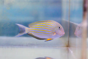 wholesale_coral - saltwater_fish saltwater_coral - rare corals - coralsdepot - Corals_Depot - live_corals - eye - catching - coral quality_marine_fish - quality - marine discoun