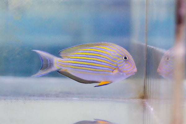 wholesale_coral - saltwater_fish saltwater_coral - rare corals - coralsdepot - Corals_Depot - live_corals - eye - catching - coral quality_marine_fish - quality - marine discoun