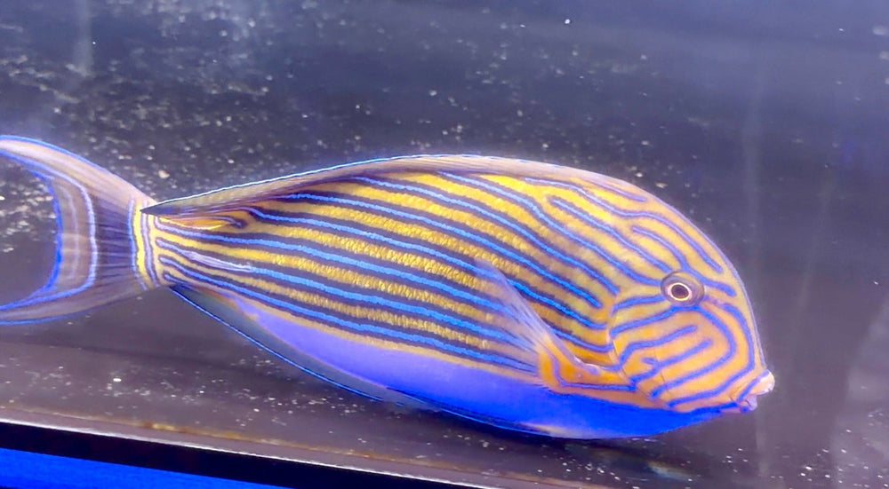 wholesale_coral - saltwater_fish saltwater_coral - rare corals - coralsdepot - Corals_Depot - live_corals - eye - catching - coral quality_marine_fish - quality - marine discoun