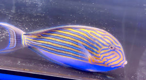 wholesale_coral - saltwater_fish saltwater_coral - rare corals - coralsdepot - Corals_Depot - live_corals - eye - catching - coral quality_marine_fish - quality - marine discoun