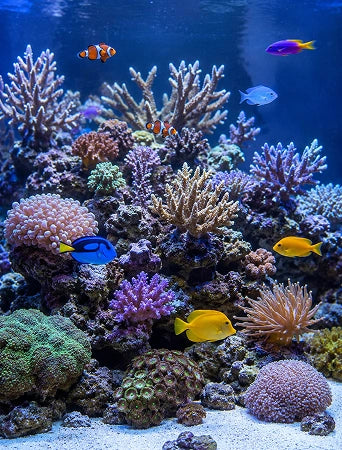 Colorful fish swimming among various corals in an aquarium setting