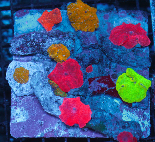 wholesale_coral - saltwater_fish saltwater_coral - rare corals - coralsdepot - Corals_Depot - live_corals - eye - catching - coral quality_marine_fish - quality - marine discoun