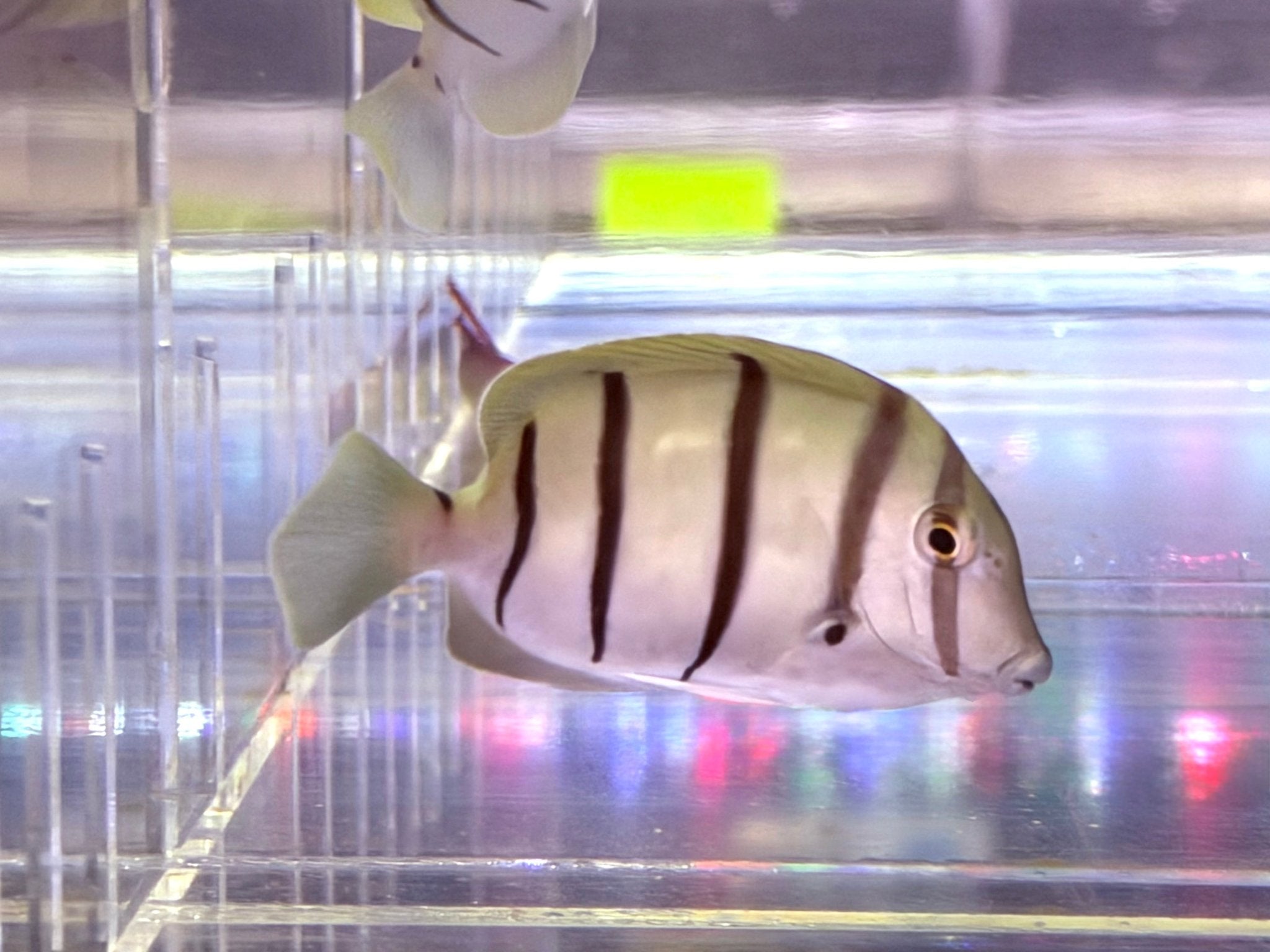 Convict Tang - Corals Depot