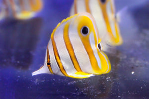 wholesale_coral - saltwater_fish saltwater_coral - rare corals - coralsdepot - Corals_Depot - live_corals - eye - catching - coral quality_marine_fish - quality - marine discoun