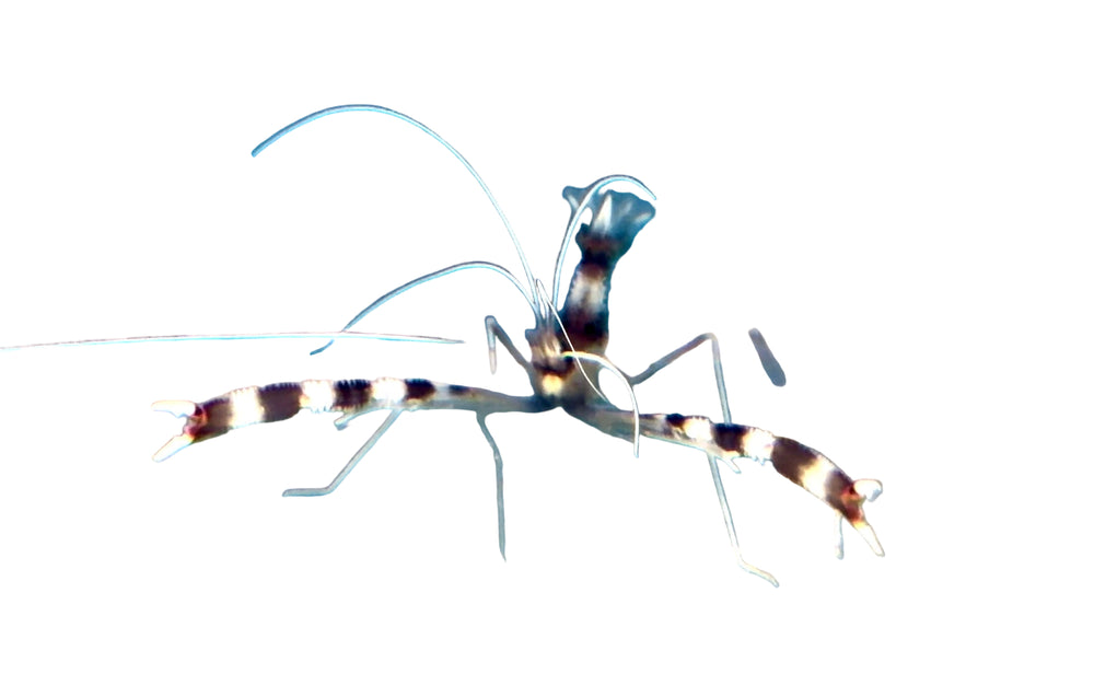 Coral Banded Shrimp