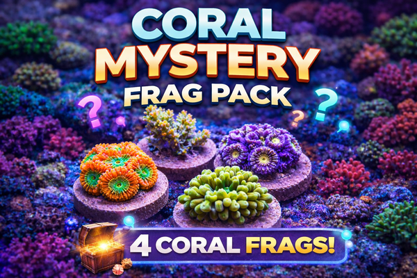 wholesale_coral - saltwater_fish saltwater_coral - rare corals - coralsdepot - Corals_Depot - live_corals - eye - catching - coral quality_marine_fish - quality - marine discoun