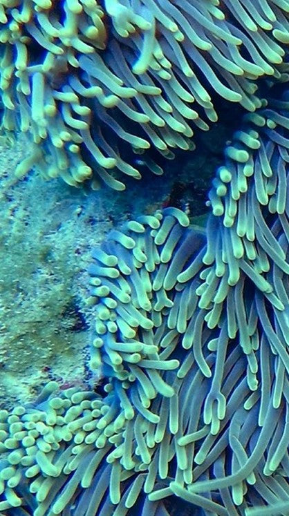 Close-up of a coral reef with intricate details