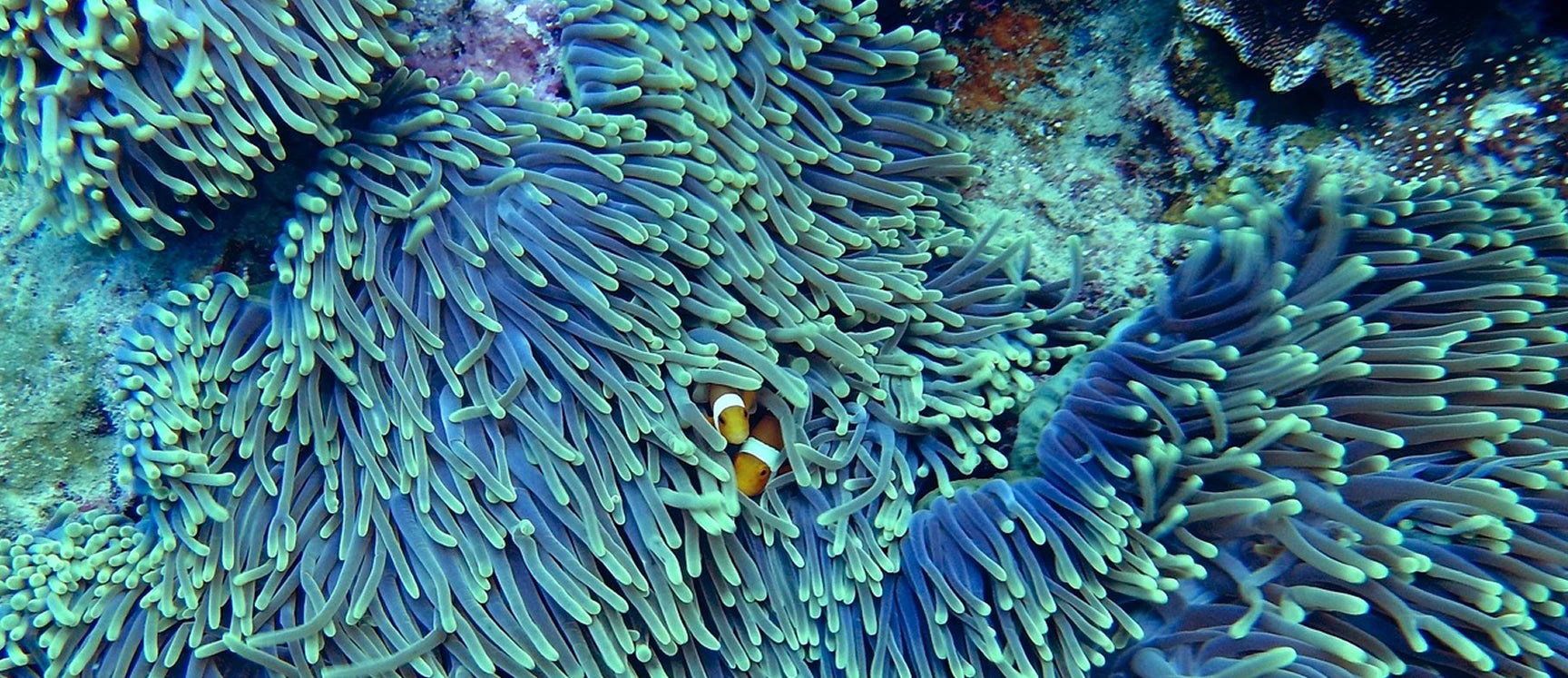 Clownfish hiding among coral in a tropical reef