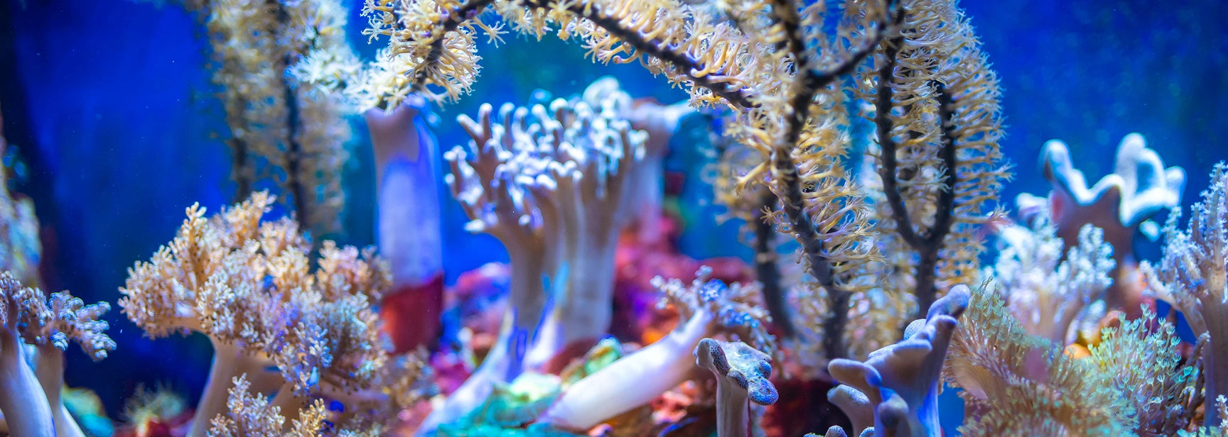Live Corals for Sale – Find Premium Reef Specimens Online