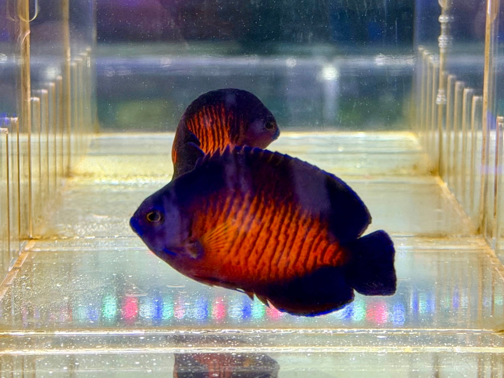 wholesale_coral - saltwater_fish saltwater_coral - rare corals - coralsdepot - Corals_Depot - live_corals - eye - catching - coral quality_marine_fish - quality - marine discoun