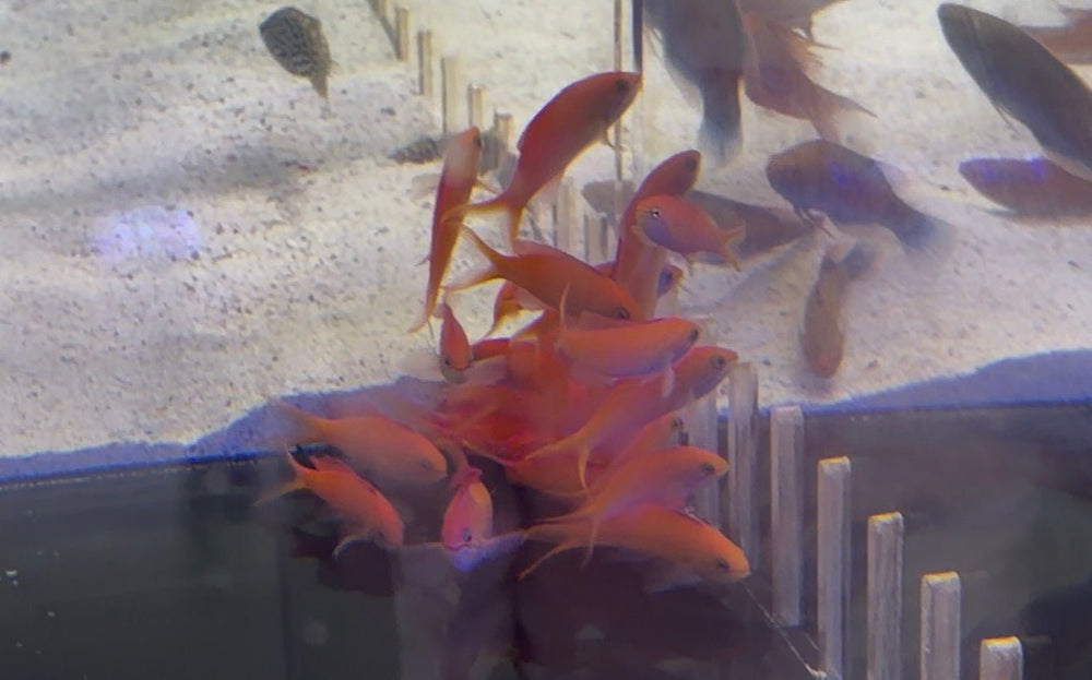 wholesale_coral - saltwater_fish saltwater_coral - rare corals - coralsdepot - Corals_Depot - live_corals - eye - catching - coral quality_marine_fish - quality - marine discoun