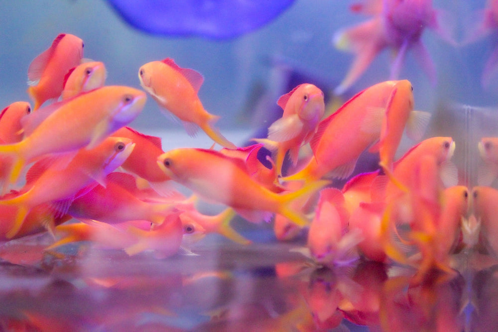 wholesale_coral - saltwater_fish saltwater_coral - rare corals - coralsdepot - Corals_Depot - live_corals - eye - catching - coral quality_marine_fish - quality - marine discoun