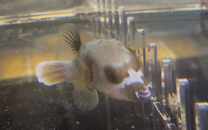 wholesale_coral - saltwater_fish saltwater_coral - rare corals - coralsdepot - Corals_Depot - live_corals - eye - catching - coral quality_marine_fish - quality - marine discoun