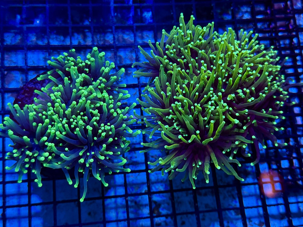 wholesale_coral - saltwater_fish saltwater_coral - rare corals - coralsdepot - Corals_Depot - live_corals - eye - catching - coral quality_marine_fish - quality - marine discoun