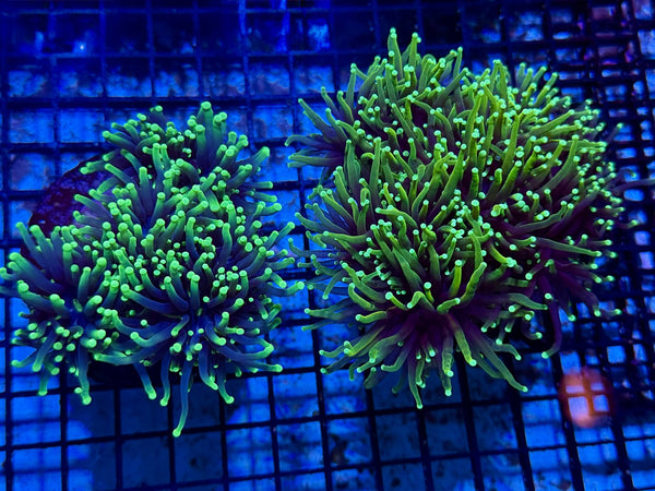wholesale_coral - saltwater_fish saltwater_coral - rare corals - coralsdepot - Corals_Depot - live_corals - eye - catching - coral quality_marine_fish - quality - marine discoun