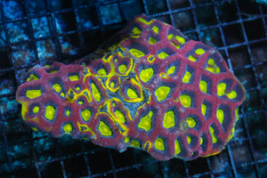 wholesale_coral - saltwater_fish saltwater_coral - rare corals - coralsdepot - Corals_Depot - live_corals - eye - catching - coral quality_marine_fish - quality - marine discoun