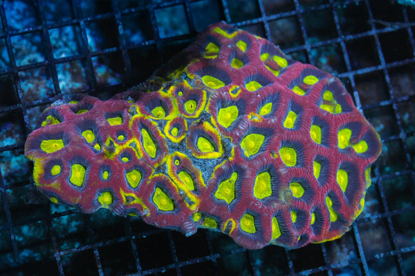 wholesale_coral - saltwater_fish saltwater_coral - rare corals - coralsdepot - Corals_Depot - live_corals - eye - catching - coral quality_marine_fish - quality - marine discoun