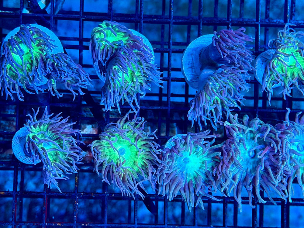 wholesale_coral - saltwater_fish saltwater_coral - rare corals - coralsdepot - Corals_Depot - live_corals - eye - catching - coral quality_marine_fish - quality - marine discoun