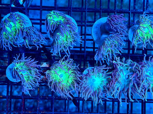 wholesale_coral - saltwater_fish saltwater_coral - rare corals - coralsdepot - Corals_Depot - live_corals - eye - catching - coral quality_marine_fish - quality - marine discoun