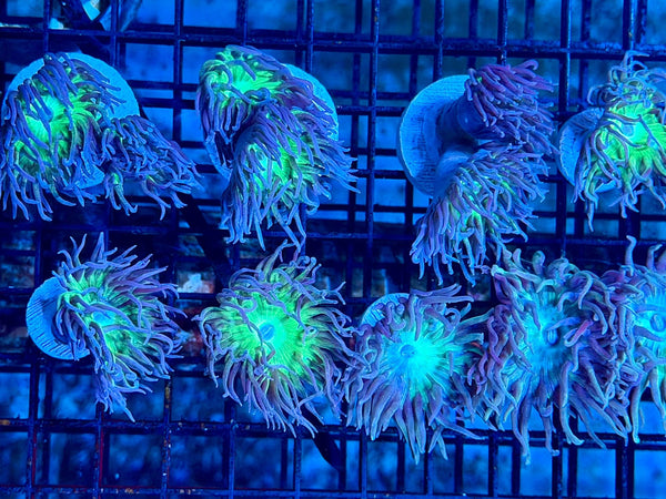 wholesale_coral - saltwater_fish saltwater_coral - rare corals - coralsdepot - Corals_Depot - live_corals - eye - catching - coral quality_marine_fish - quality - marine discoun