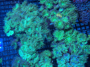 wholesale_coral - saltwater_fish saltwater_coral - rare corals - coralsdepot - Corals_Depot - live_corals - eye - catching - coral quality_marine_fish - quality - marine discoun