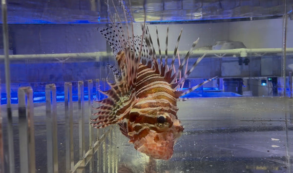 wholesale_coral - saltwater_fish saltwater_coral - rare corals - coralsdepot - Corals_Depot - live_corals - eye - catching - coral quality_marine_fish - quality - marine discoun