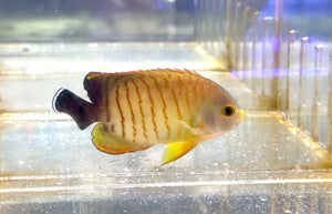 wholesale_coral - saltwater_fish saltwater_coral - rare corals - coralsdepot - Corals_Depot - live_corals - eye - catching - coral quality_marine_fish - quality - marine discoun