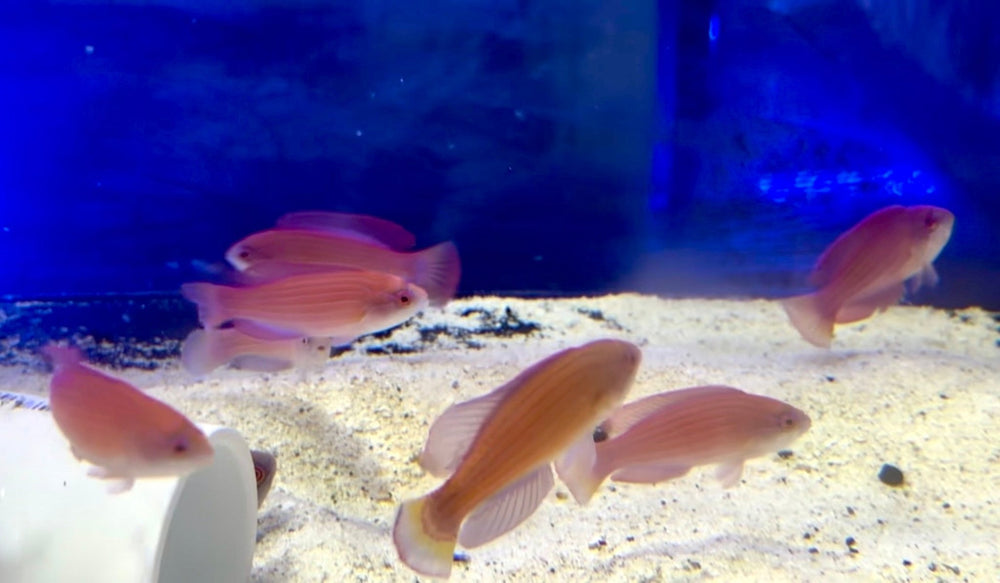 wholesale_coral - saltwater_fish saltwater_coral - rare corals - coralsdepot - Corals_Depot - live_corals - eye - catching - coral quality_marine_fish - quality - marine discoun