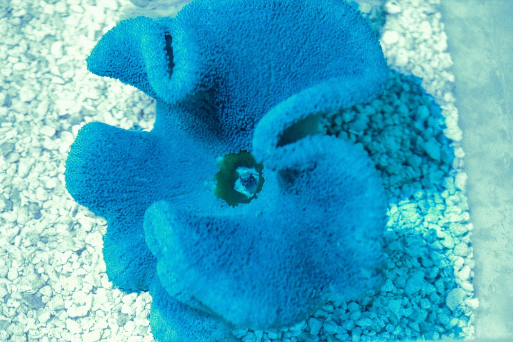 wholesale_coral - saltwater_fish saltwater_coral - rare corals - coralsdepot - Corals_Depot - live_corals - eye - catching - coral quality_marine_fish - quality - marine discoun