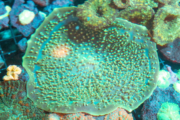 wholesale_coral - saltwater_fish saltwater_coral - rare corals - coralsdepot - Corals_Depot - live_corals - eye - catching - coral quality_marine_fish - quality - marine discoun