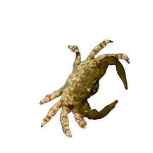 wholesale_coral - saltwater_fish saltwater_coral - rare corals - coralsdepot - Corals_Depot - live_corals - eye - catching - coral quality_marine_fish - quality - marine discoun