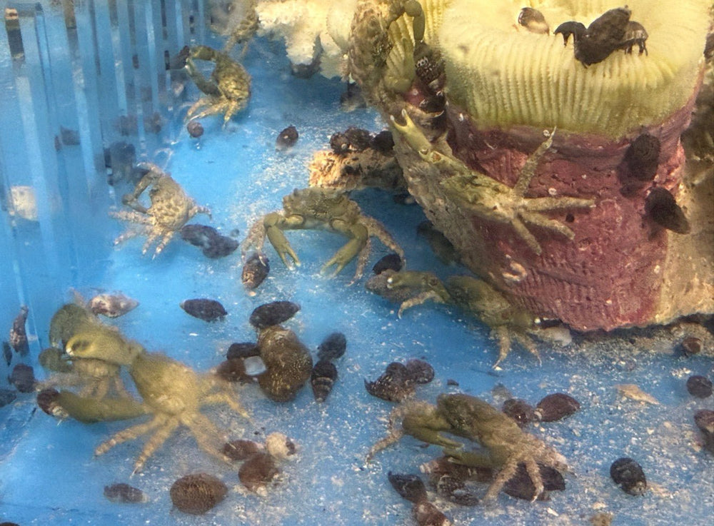 wholesale_coral - saltwater_fish saltwater_coral - rare corals - coralsdepot - Corals_Depot - live_corals - eye - catching - coral quality_marine_fish - quality - marine discoun