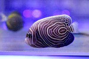 wholesale_coral - saltwater_fish saltwater_coral - rare corals - coralsdepot - Corals_Depot - live_corals - eye - catching - coral quality_marine_fish - quality - marine discoun