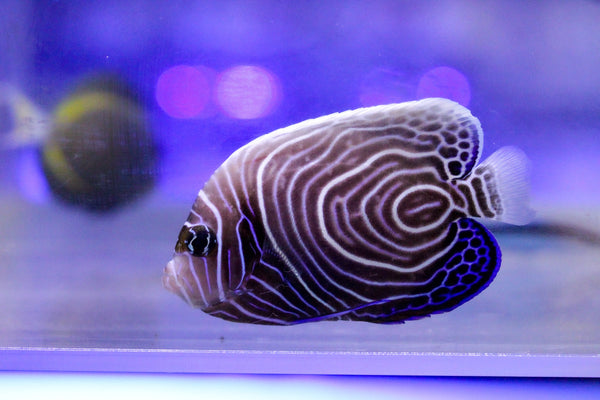 wholesale_coral - saltwater_fish saltwater_coral - rare corals - coralsdepot - Corals_Depot - live_corals - eye - catching - coral quality_marine_fish - quality - marine discoun