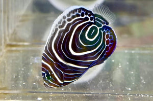 wholesale_coral - saltwater_fish saltwater_coral - rare corals - coralsdepot - Corals_Depot - live_corals - eye - catching - coral quality_marine_fish - quality - marine discoun