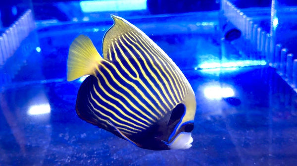 wholesale_coral - saltwater_fish saltwater_coral - rare corals - coralsdepot - Corals_Depot - live_corals - eye - catching - coral quality_marine_fish - quality - marine discoun