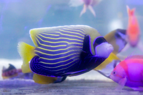 wholesale_coral - saltwater_fish saltwater_coral - rare corals - coralsdepot - Corals_Depot - live_corals - eye - catching - coral quality_marine_fish - quality - marine discoun