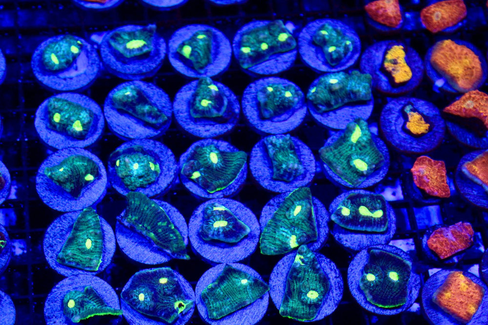 wholesale_coral - saltwater_fish saltwater_coral - rare corals - coralsdepot - Corals_Depot - live_corals - eye - catching - coral quality_marine_fish - quality - marine discoun