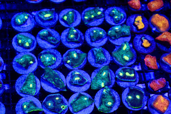 wholesale_coral - saltwater_fish saltwater_coral - rare corals - coralsdepot - Corals_Depot - live_corals - eye - catching - coral quality_marine_fish - quality - marine discoun