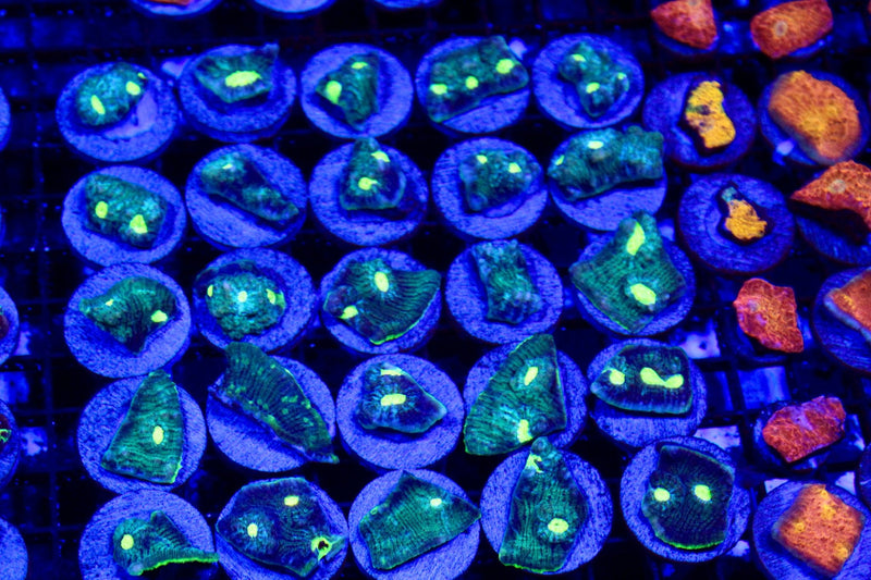 Chalice Coral growth and spreading