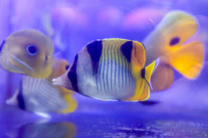 wholesale_coral - saltwater_fish saltwater_coral - rare corals - coralsdepot - Corals_Depot - live_corals - eye - catching - coral quality_marine_fish - quality - marine discoun