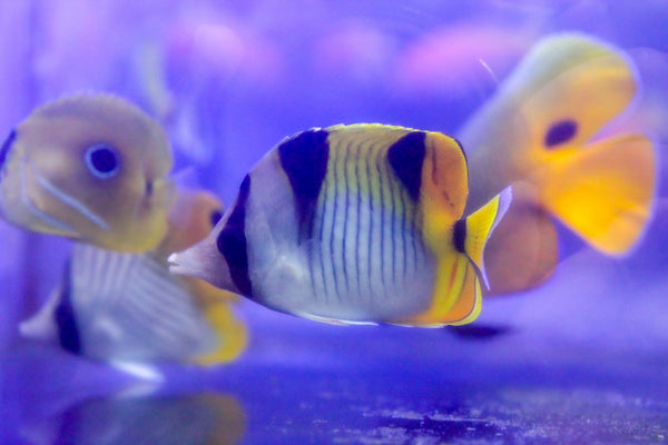 wholesale_coral - saltwater_fish saltwater_coral - rare corals - coralsdepot - Corals_Depot - live_corals - eye - catching - coral quality_marine_fish - quality - marine discoun